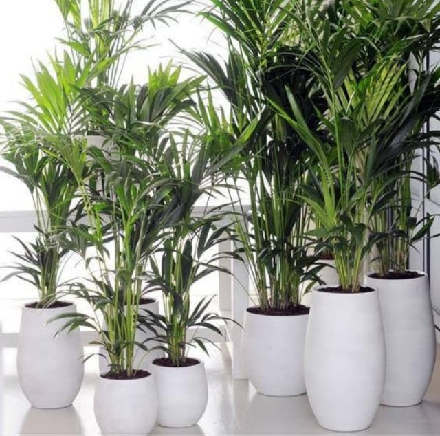 WhatsApp Image 2019-01-31 at 11.34.50